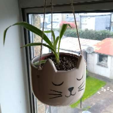 Chlorophytum