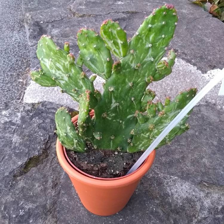 Plant image Opuntia monacantha f. monstruosa variegata