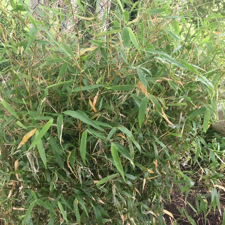 Plant image Fargesia 'Rufa'