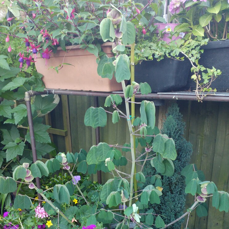 Wayne's garden