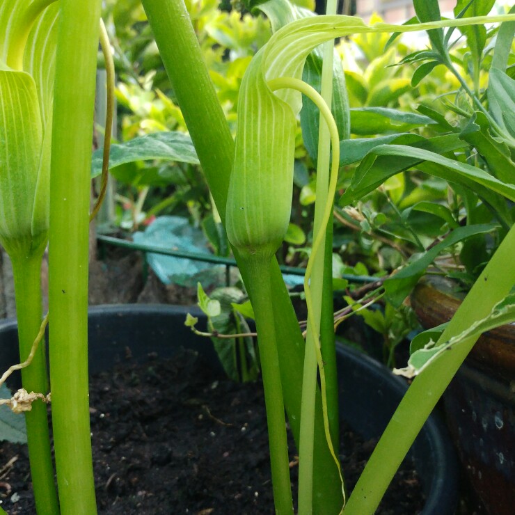 Himalayan Cobra Lily