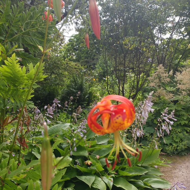 Lily (Species) Turk's Cap Lily