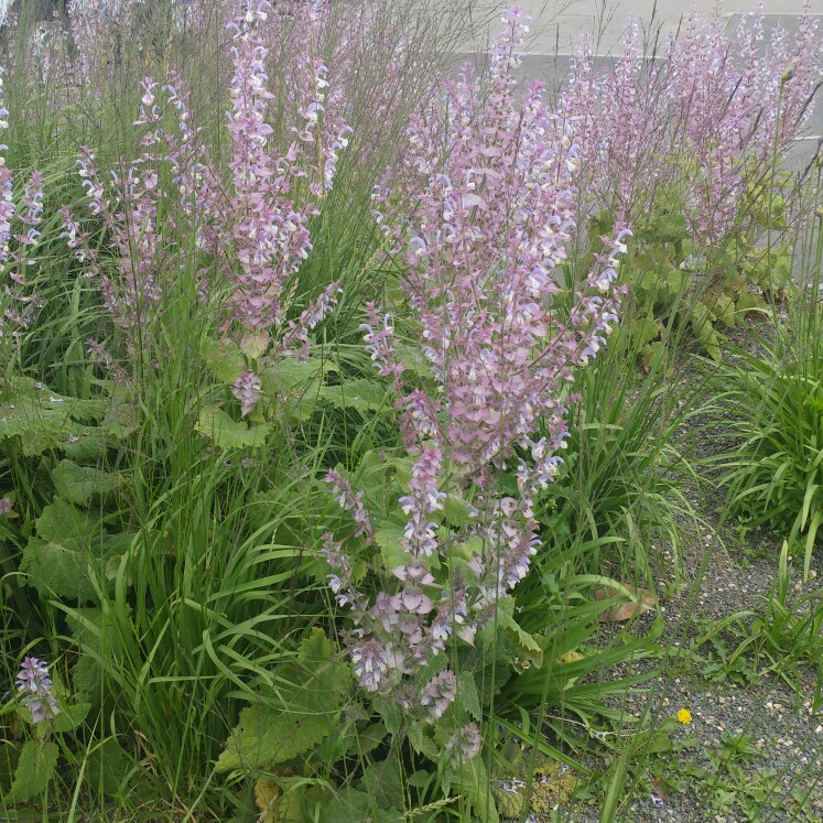 Wayne's garden
