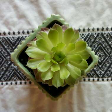 Sempervivum 'Gold Nugget'