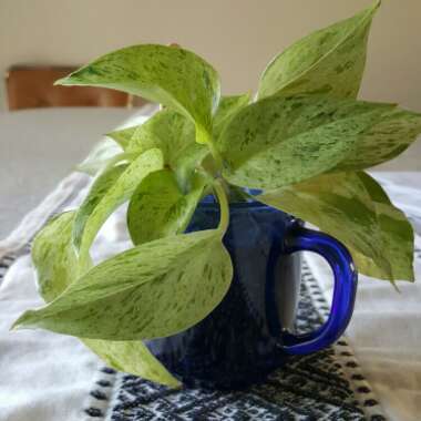 Scindapsus 'Exotica'
