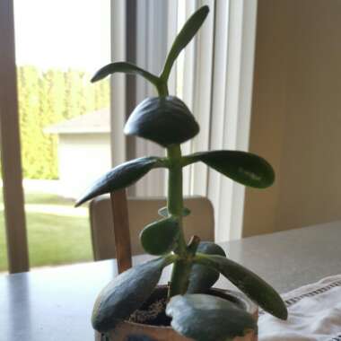 Jade Plant