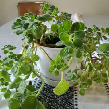 Oregano