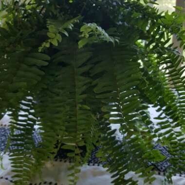 Boston Fern