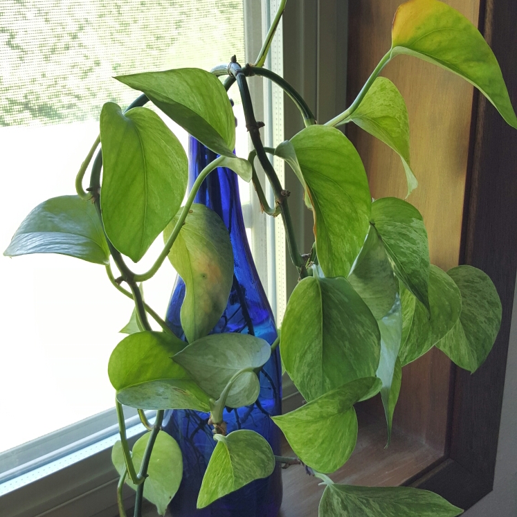 plant image 718291 plant image 718291