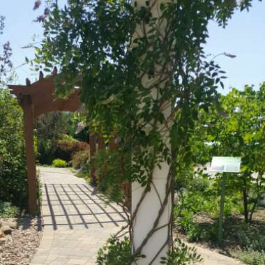 Beth's garden
