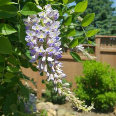 Beth's garden