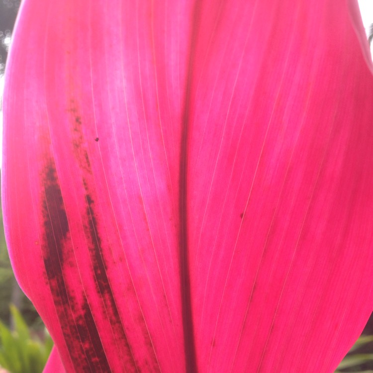 Plant image Cordyline Fruticosa 'Red Sister'