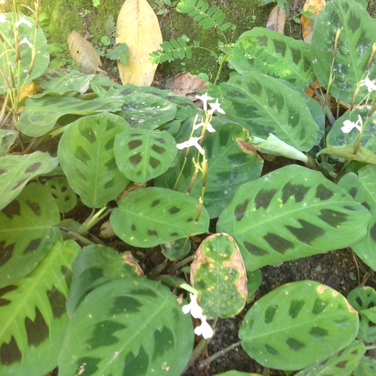 Plant image Maranta leuconeura 'Kerchoveana'