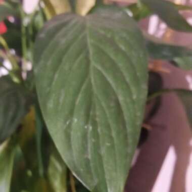 Spathiphyllum 'Mauna Loa'