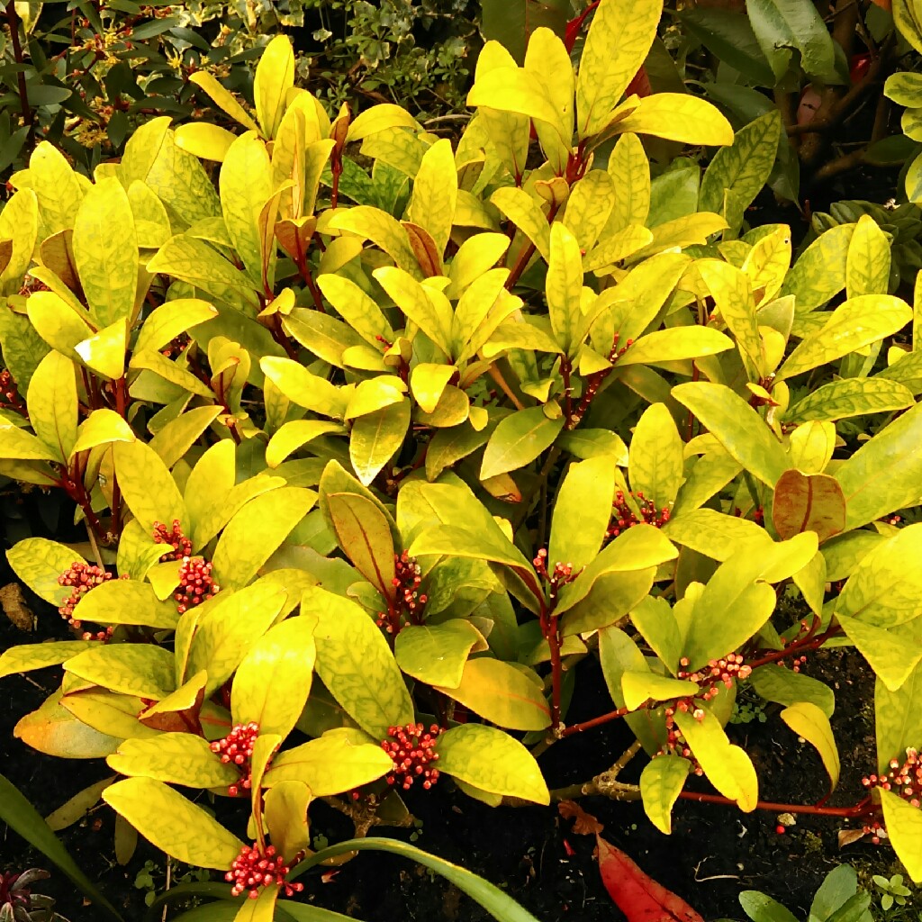 Plant image Skimmia japonica 'Marlot'