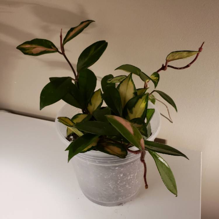 plant image 965491