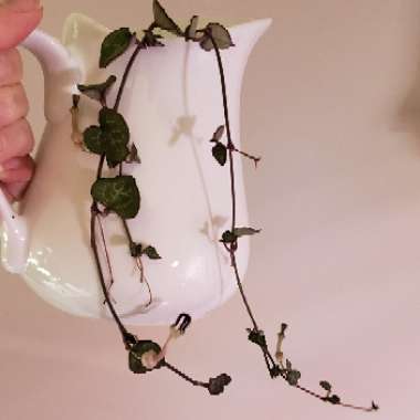 Ceropegia linearis subsp. Woodii