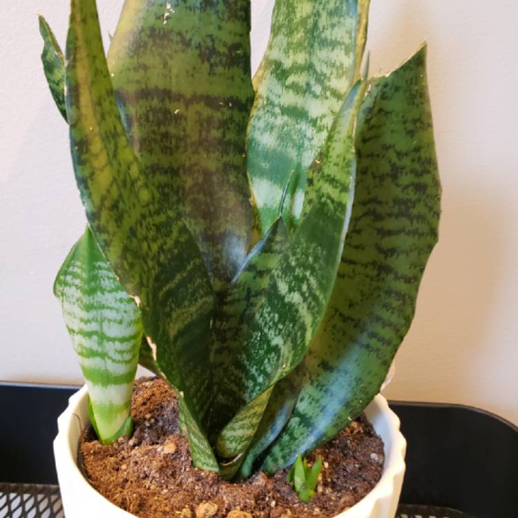 plant image 966182