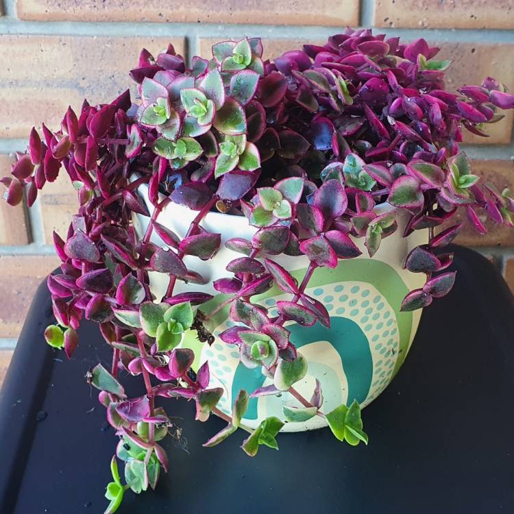 Plant image Crassula Marginalis Rubra