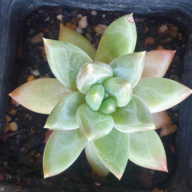 Plant image Pachyphytum Chiseled Stones