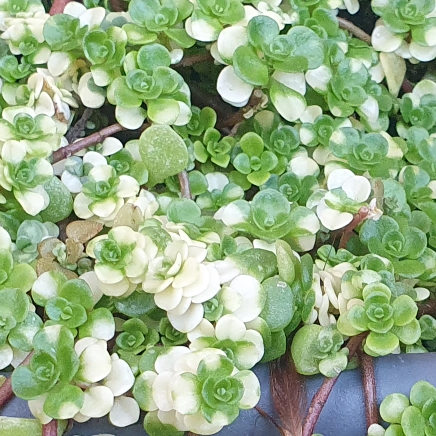Plant image Sedum spurium 'Green Mound'