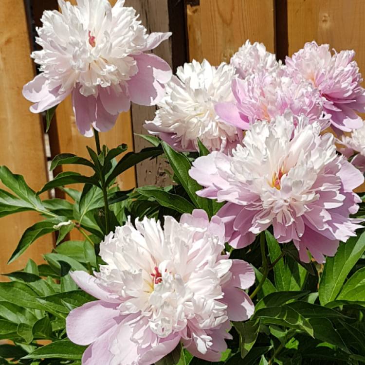 Plant image Paeonia lactiflora 'Hermione'