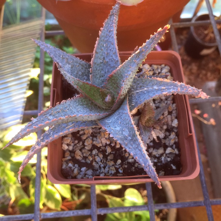 Plant image Aloe 'Lavender Star'
