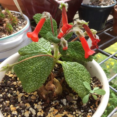 Sinningia bullata