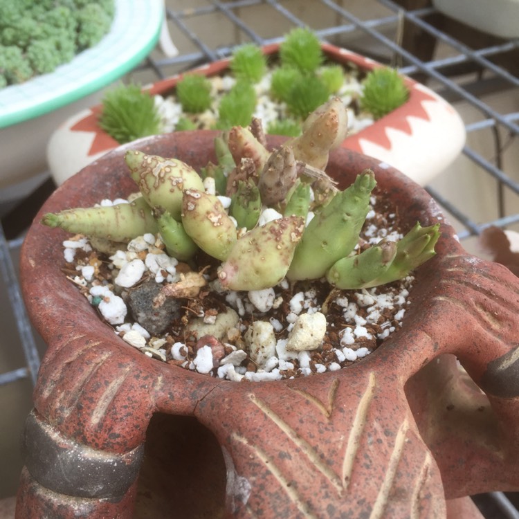plant image 734780