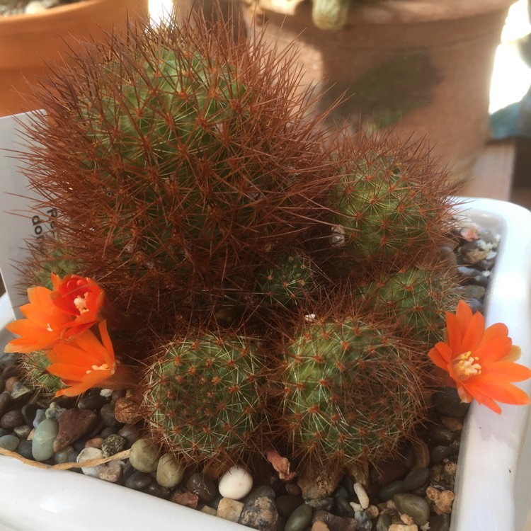 plant image 757274
