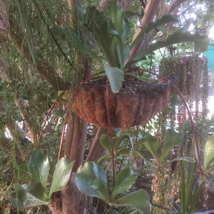 plant image 762675