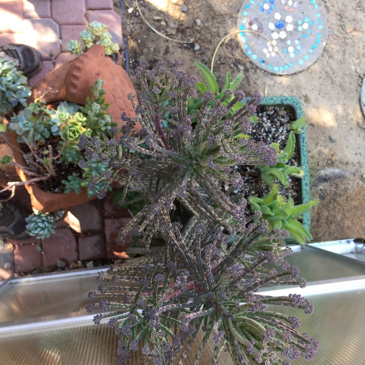 plant image 762874