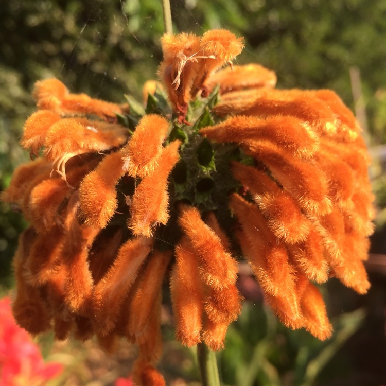 plant image 770502