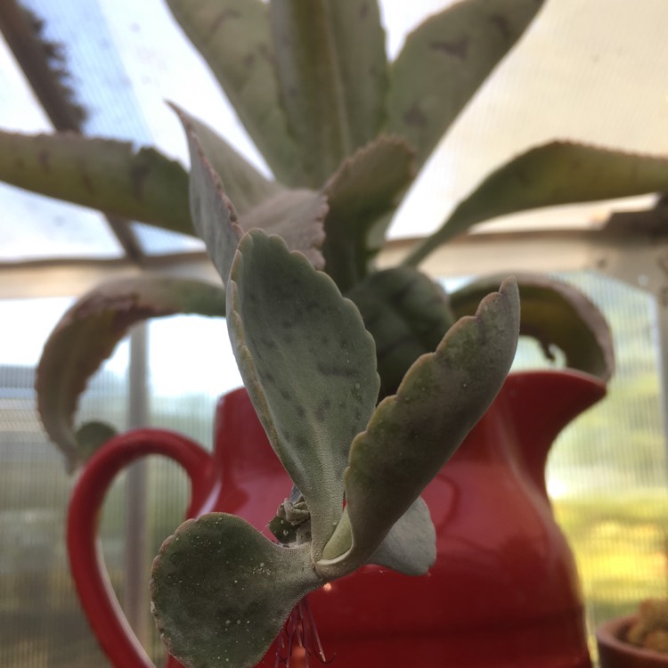 plant image 777332