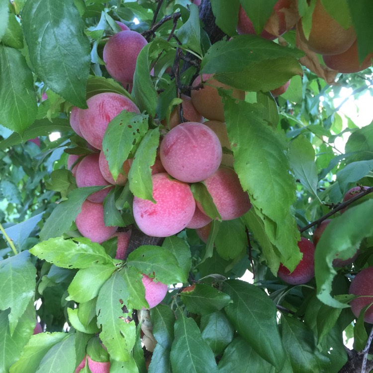 plant image 777501