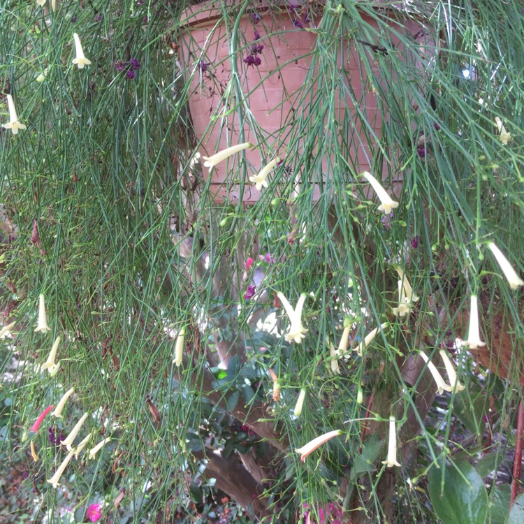 Plant image Russelia equisetiformis 'Alba' syn. Russelia juncea