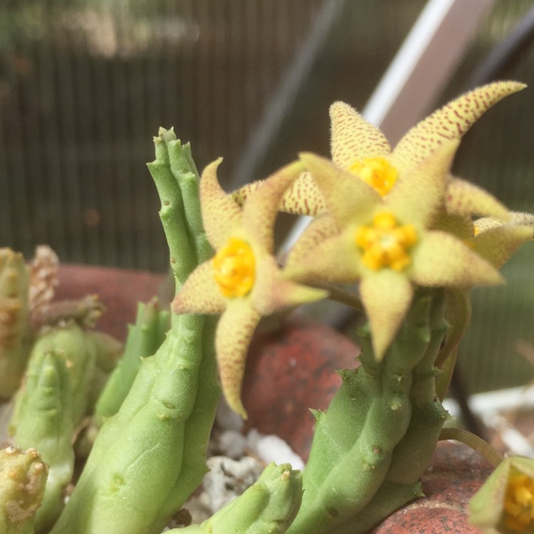 plant image 854406