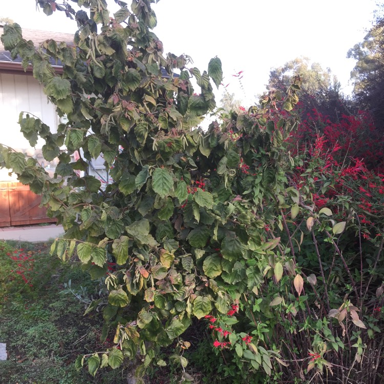 plant image 889697
