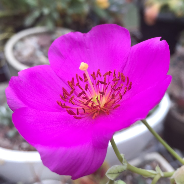 Plant image Calandrinia grandiflora