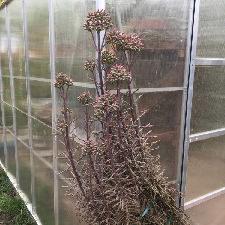 plant image 906918