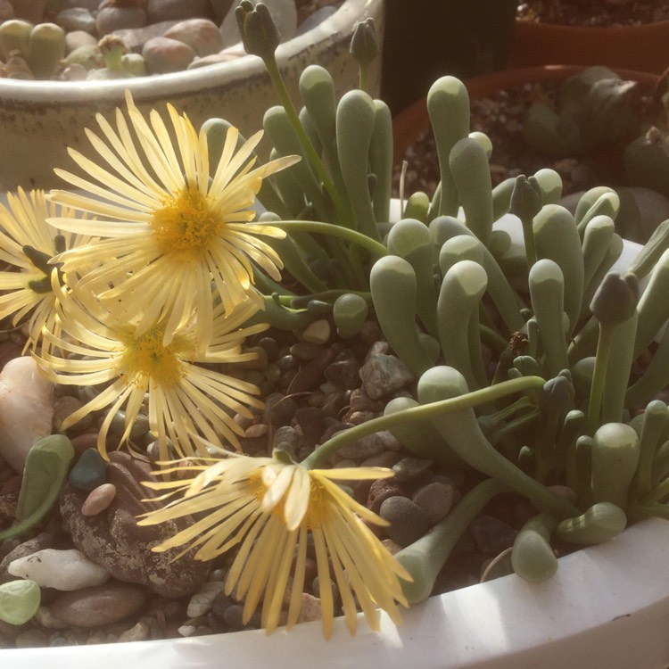 Plant image Fenestraria aurantiaca