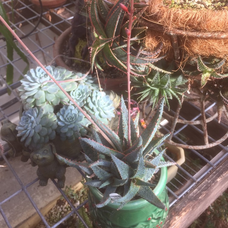 Plant image Aloe 'Lavender Star'