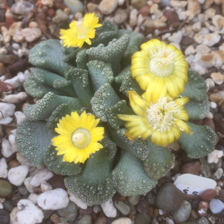 Plant image Titanopsis Calcarea (Living Jewel)