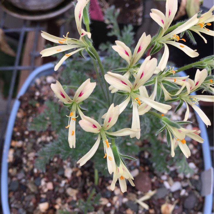 plant image 970731