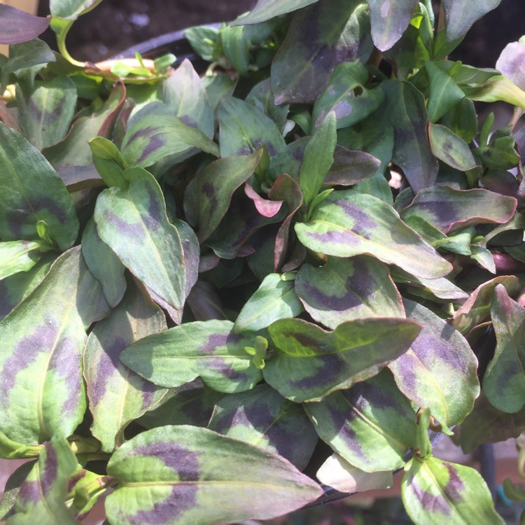 Plant image Persicaria odorata