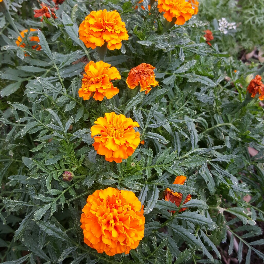plant image 23894