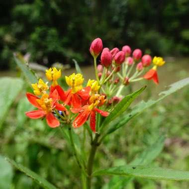 Milkweed