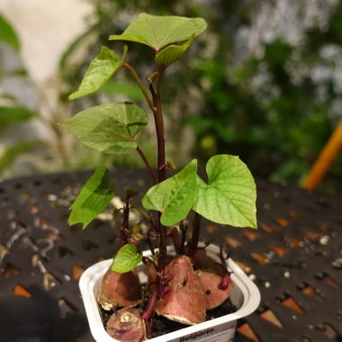 Sweet Potato 'Murasaki'