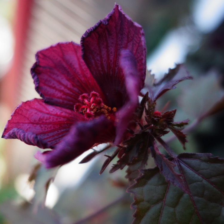 Plant image Hibiscus acetosella
