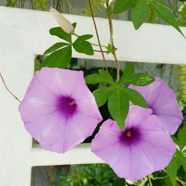 Cairo Morning Glory